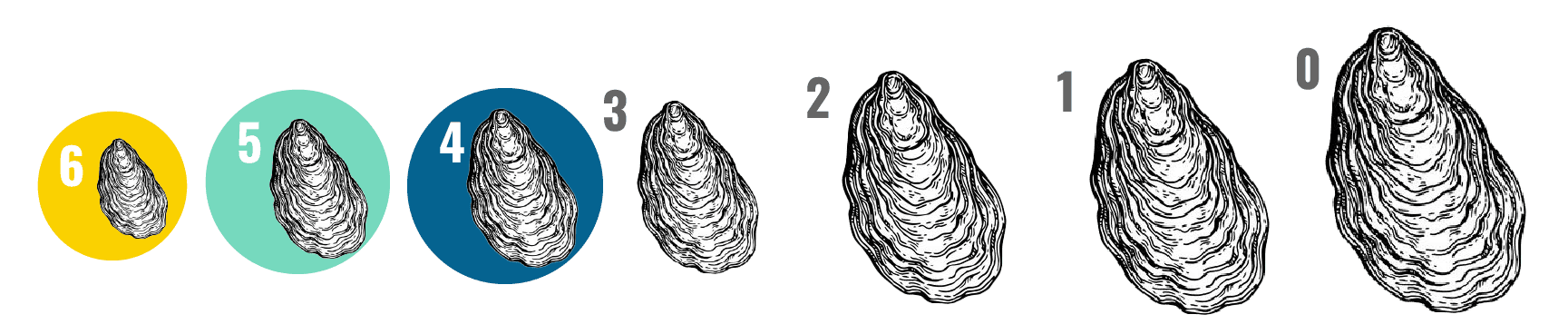 Schema Ostiche Dimensioni